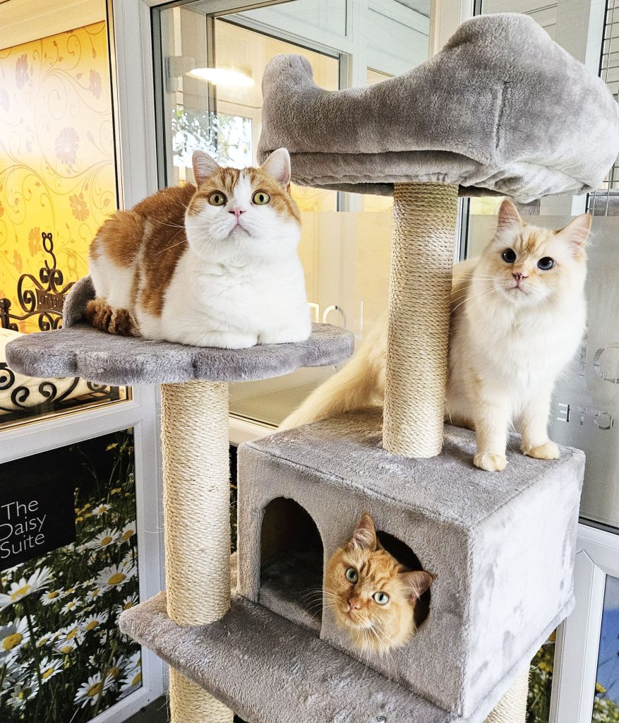 Grand Opening of Award-Winning Luxury Cat Hotel In Creeting St Peter