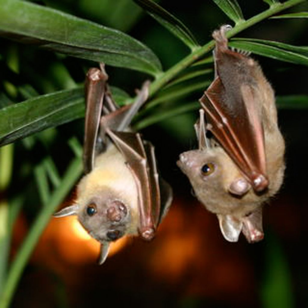 Bijou bat homes wanted