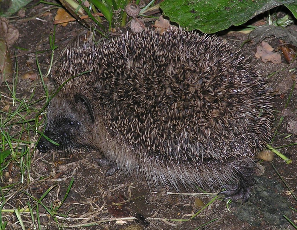 Hedgehog Awareness Discussion, Friday 29th April, on the Breakfast Show