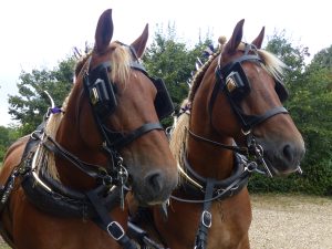 The Suffolk punches that will be pulling Wolsey's dray